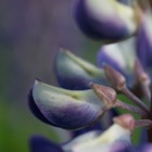 Lupine