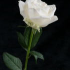 Weiße Rose low key
