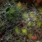 Spinnennetz vor Herbstblättern