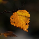 Herbstblatt 
