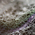 Spinnenweb mit Tautropfen