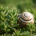 Schnecke im Grünen