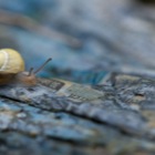 Schnecke liest Zeitung