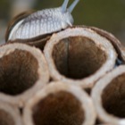 Weinbergschnecke auf Feuerwrkskörper