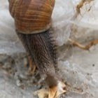 Schnecke hat Futter gefunden