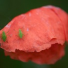 Grashüpferlis auf Mohn