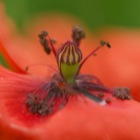 Mohn, Detail