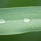 Grashalm mit Regentropfen, grüne