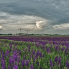 Gartenritterspornfeld [HDR]