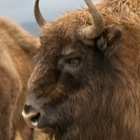 Bison