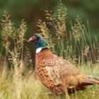 Pheasant