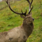 Red Deer