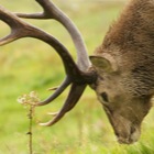 Red Deer