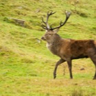 Red Deer