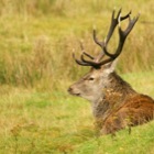 Red Deer