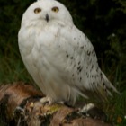 Snowy Owl