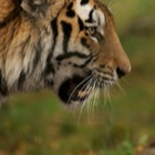 Amur Tiger