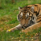 Amur Tiger