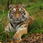 Amur Tiger