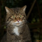 Scottish Wildcat