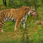 Amur Tiger