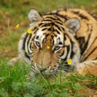 Amur Tiger