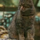 Scottish Wildcat