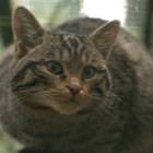 Scottish Wildcat