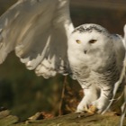 Snowy Owl