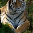 Amur Tiger