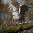 Snowy Owl