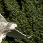 Snowy Owl