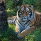 Amur Tiger