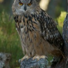 Eagle Owl