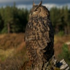 Eagle Owl