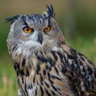 Eagle Owl