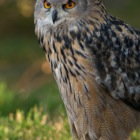 Eagle Owl