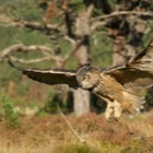 Eagle Owl