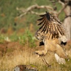 Eagle Owl