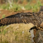 Eagle Owl