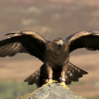 Golden Eagle