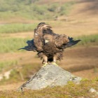 Golden Eagle