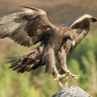 Golden Eagle