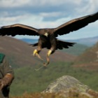 Alan with Golden Eagle