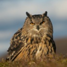 Eagle Owl