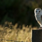 Barn Owl