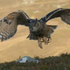 Eagle Owl