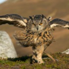 Eagle Owl