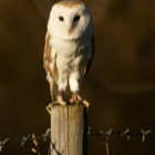 Barn Owl