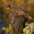 Golden Eagle